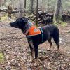 Orange Dog Bandana L Size Hi Visibility Reflective Blaze Orange Bandana for Large Pets Safety Accessories for Walking Camping and Off Leash Exploratio