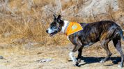 Orange Dog Bandana XL Size Hi Visibility Reflective Blaze Orange Bandana for Large Pets Safety Accessories for Walking Camping and Off Leash Explorati